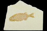 Fish Fossil (Phareodus) - Uncommon Fish #132871-1